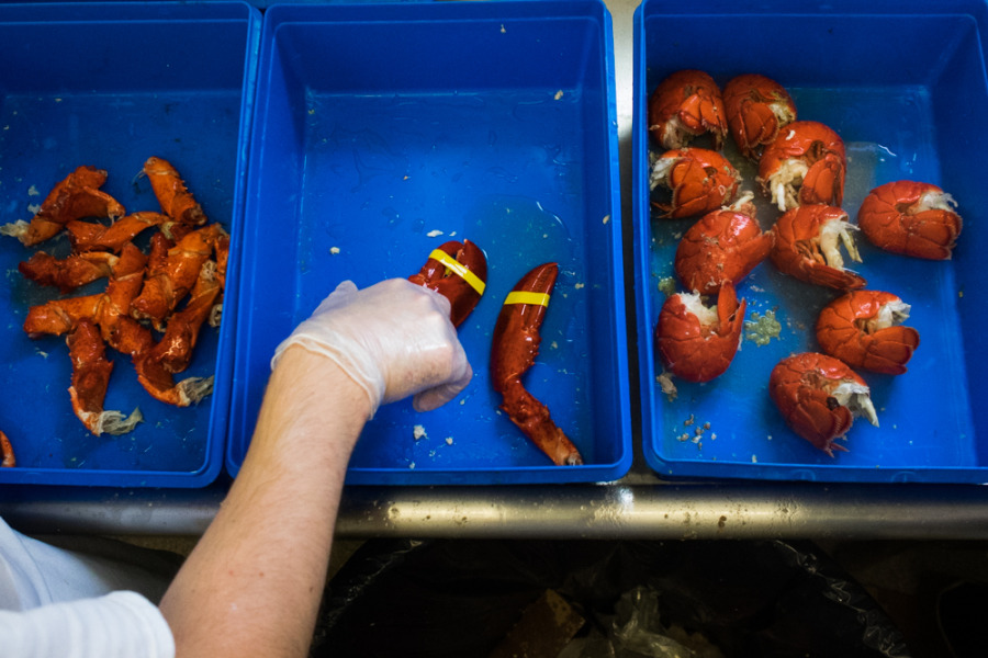 Documentary Photographer - Lobster Rolls of Kennebunkport, Maine